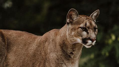 Wallpaper Puma Predator Big Cat Wildlife Hd Picture Image