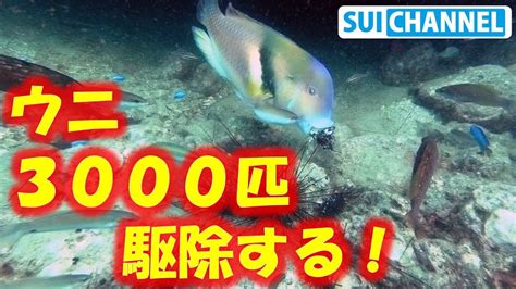 あの高級魚が食べに来る！？ダイバー仲間とウニ駆除！【磯焼け・海の環境問題】 Youtube