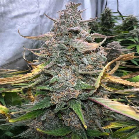 Mimosa Seeds Feminized Available Now