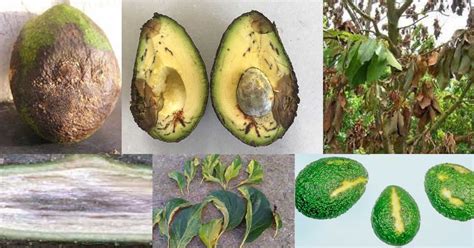 Avocado Tree Disease Causes Symptoms And Prevention