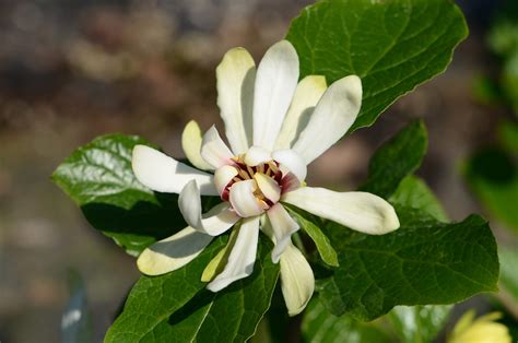 Calycanthus Venus Vivai Nord