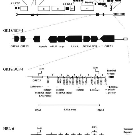 Sequence Alignment Of LAMP Proteins Protein Sequence Alignment Of The