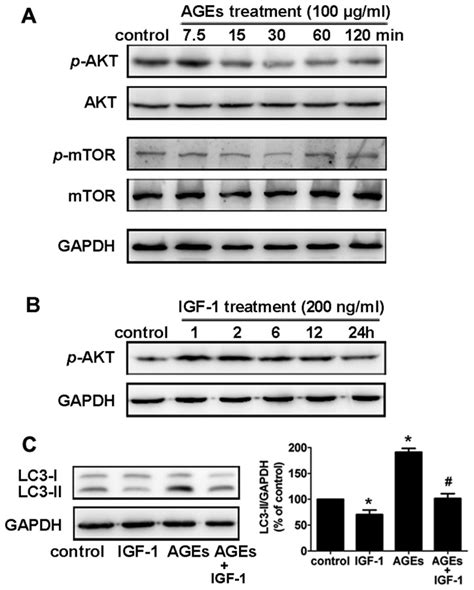 The Aktmtor Signaling Pathway Is Involved In Age Induced Autophagy