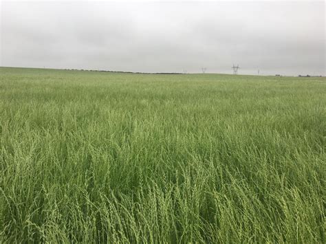 Forage Seed - Italian Ryegrass - Eastern Colorado Seed - Forage Grain Seed Colorado, Texas, and ...