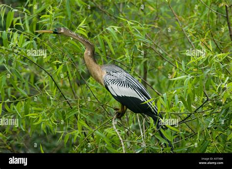 Anhinga Anhinga Anhinga Venice Florida Stock Photo Alamy