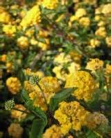 Lantana Balugold Yellow Trailing Lantana Information Photos