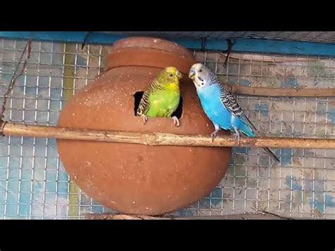 Australian Budgies Ko Elada Cage Me Kr Dia YouTube