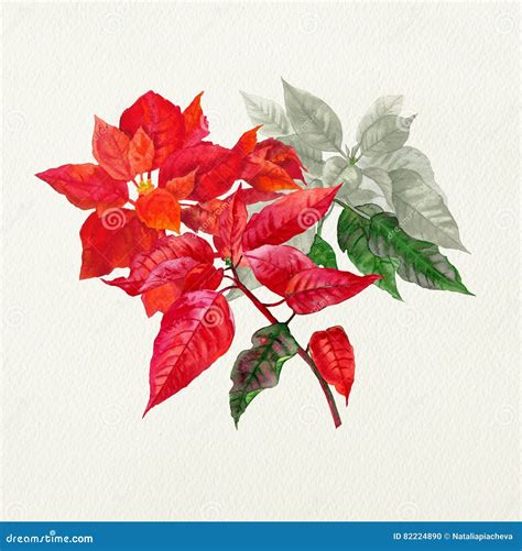 Watercolor Poinsettia Hand Drawn Illustration Stock Illustration