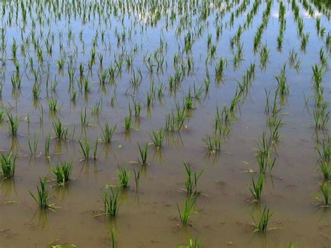 田植えに必要な「水の量」を徹底解説水管理の謎を解く合理的な考え方