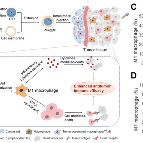 A Schematic Of Preparing M1 Macrophage Membrane Coated Nanoparticles