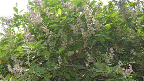 Clerodendrum Serratum Var Serratum ෴ කන්හැන්ද Lakpura Llc