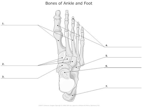 Bones Of Ankle And Foot Diagram Right Foot Bones