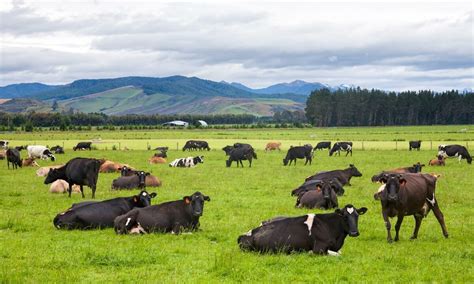 Agriculture To Be Exempt From New Zealand Emissions Scheme Agriland Ie