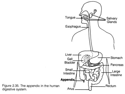 Draw A Labelled Diagram Of Human Digestive System Science Life Porn Sex Picture