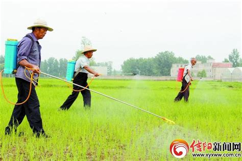 抗虫害保丰收 每日头条