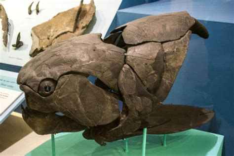 Dunkleosteus: The Monster With The Devastating Bite - Ocean Info