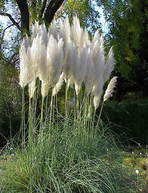 Cortaderia Selloana Pumila Kaufen Einfach Online Bestellen