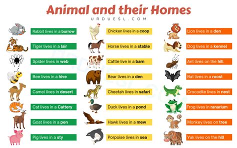 Common Animals Chart