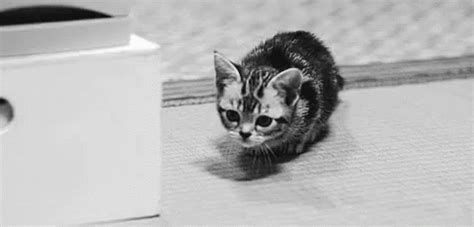 Sneak GIF - Sneaky Sneak Cat - Discover & Share GIFs