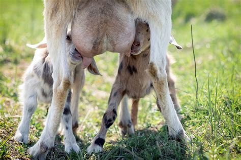 Goat Udder Development