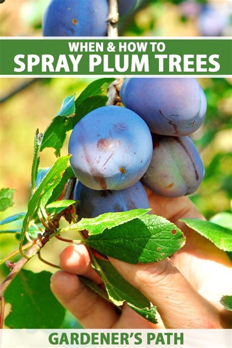 When And How To Spray Plum Trees For Pests Gardeners Path