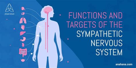 What Is The Sympathetic Nervous System Stress Response Functions