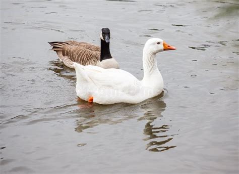 White And Canada Geese Stock Photo Image Of Nature Pond 28648320