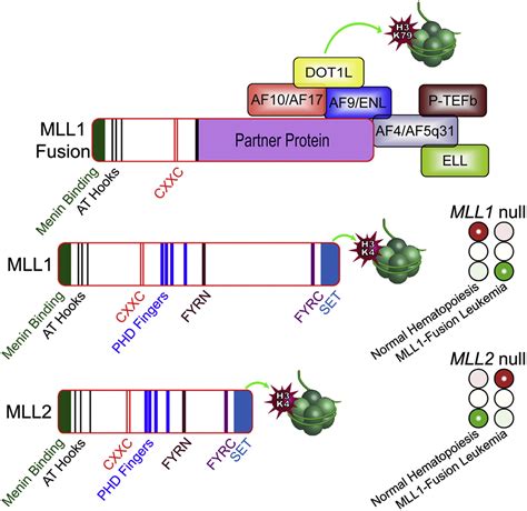 Paradoxical Effects Of Mll Paralogs In Mll Rearranged Leukemia Cancer Cell