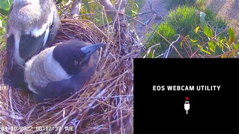 Australian Magpie Nesting Youtube