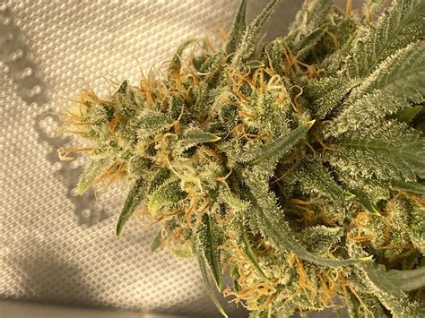 Strain Galerie Skunk Sensi Seeds Pic Von Tresspass