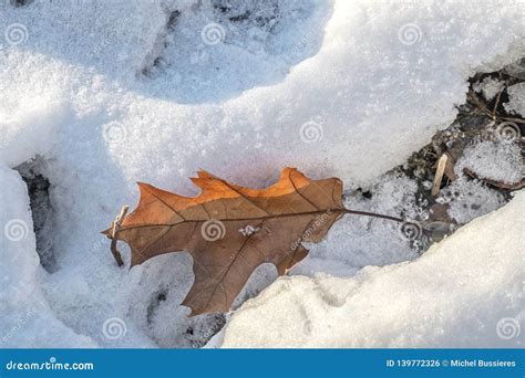 Oak Leaf In Snow With Branches Stock Photo Image Of Light Leaf