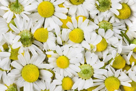 26 Chamomile varieties Stock Pictures, Editorial Images and Stock Photos | Shutterstock