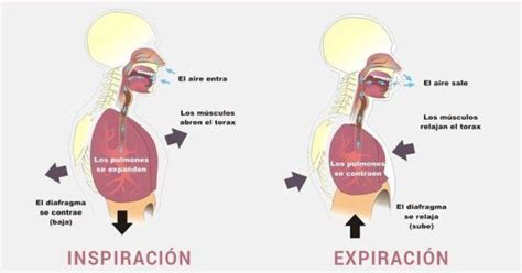 Qué es el diafragma Anatomía importancia y funciones Demedicina