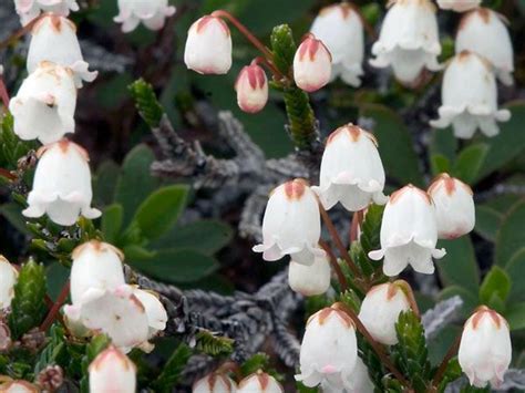 Traditional Scottish White Heather Flower Bouquet