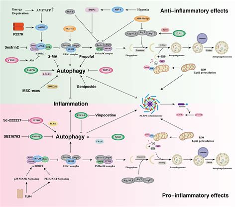 Frontiers Microglia Autophagy In Ischemic Stroke A Double Edged Sword