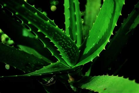 Aloe Vera Wallpapers - Wallpaper Cave