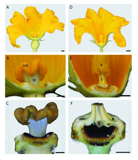 Male Versus Female Squash Flowers - A female squash blossom is most easily identified by the ...