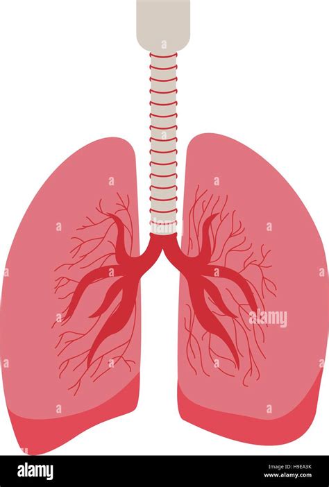 Silhouette Respiratory System With Lungs Vector Illustration Stock