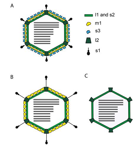 Genus Orthoreovirus Ictv