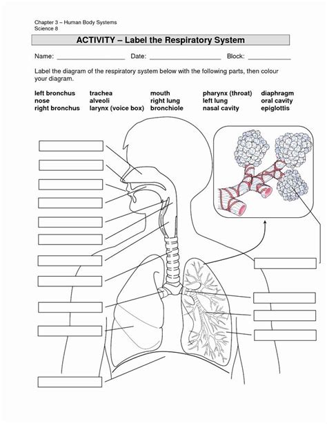 Worksheet Respiratory System Grade 5