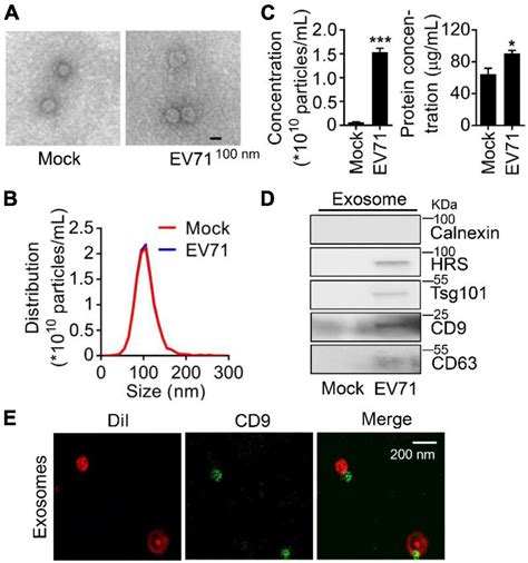 Frontiers Enterovirus 71 Non Structural Protein 3a Hijacks Vacuolar