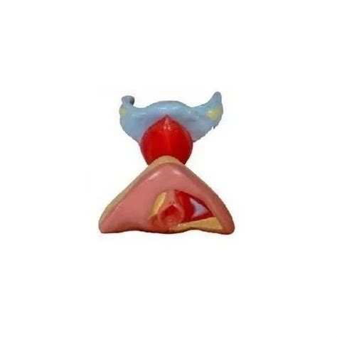 FEMALE GENITAL ORGANS HUMAN ANATOMICAL MODELS At Rs 1100 Medical