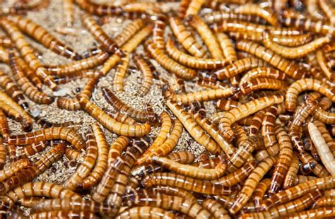 Hundreds Of Brown Worms In Their Habitat. Stock Photo - Image: 29159970