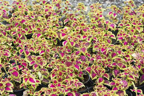 Coleus Flower Foliage Background Beautiful Perspective Of Natural Red