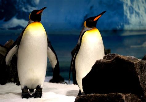 King Penguins. Sea World Qld. Australia. - Free Stock Photos | Creazilla