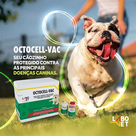 Saiba Tudo Sobre Adenovirose Canina Labovet Produtos Veterin Rios