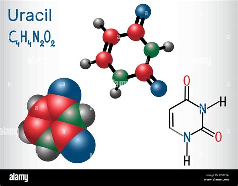 Uracil (U) - pyrimidine nucleobase in the nucleic acid of RNA ...