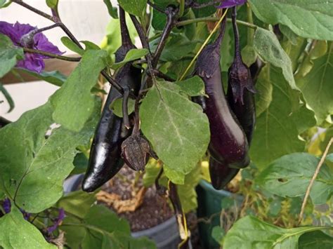 Millionaire Eggplant Dave S Seed