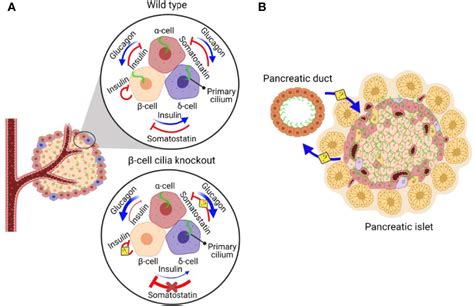 Frontiers Cilia Action In Islets Lessons From Mouse Models