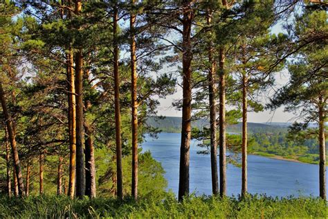 Сосновый бор и река - 95 фото